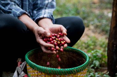 Çiftçi konsepti. Olgun kahve tohumu. Robusta arabica üzümü. Taze yeşil yaprak çekirdeği.