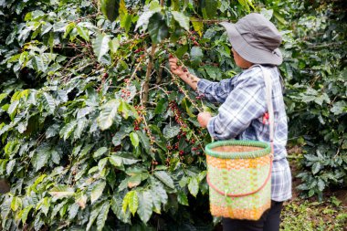Çiftçi konsepti. Olgun kahve tohumu. Robusta arabica üzümü. Taze yeşil yaprak çekirdeği.