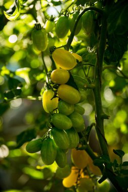 Akıllı tarım teknikleri hidroponik salata teknolojisi domates kırmızısı yeşil taze sürdürülebilir tarım sağlama sağlıklı beslenme desteği yerel çiftçiler gmo olmayan