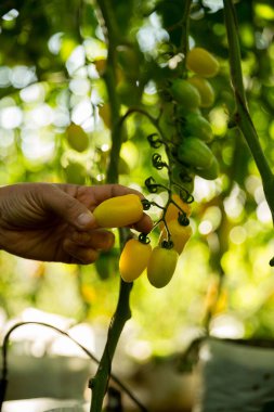 Akıllı tarım teknikleri hidroponik salata sebze iş teknolojisi Taze sürdürülebilir çiftçi el yapımı çiftçi el yapımı Gmo olmayan domates kırmızı yeşil tarım yaşam desteğini teşvik eder