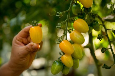 Akıllı tarım teknikleri hidroponik salata sebze iş teknolojisi Taze sürdürülebilir çiftçi el yapımı çiftçi el yapımı Gmo olmayan domates kırmızı yeşil tarım yaşam desteğini teşvik eder