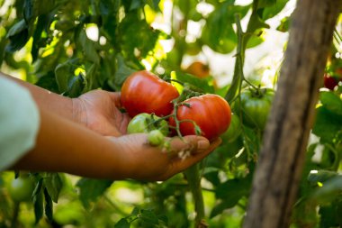 Akıllı tarım teknikleri hidroponik salata sebze iş teknolojisi Taze sürdürülebilir çiftçi el yapımı çiftçi el yapımı Gmo olmayan domates kırmızı yeşil tarım yaşam desteğini teşvik eder