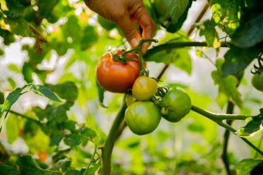 Akıllı tarım teknikleri hidroponik salata sebze iş teknolojisi Taze sürdürülebilir çiftçi el yapımı çiftçi el yapımı Gmo olmayan domates kırmızı yeşil tarım yaşam desteğini teşvik eder