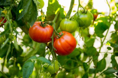 Akıllı tarım teknikleri hidroponik salata teknolojisi domates kırmızısı yeşil taze sürdürülebilir tarım sağlama sağlıklı beslenme desteği yerel çiftçiler gmo olmayan