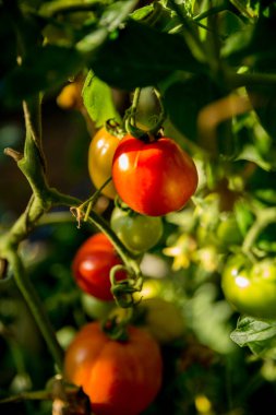 Akıllı tarım teknikleri hidroponik salata teknolojisi domates kırmızısı yeşil taze sürdürülebilir tarım sağlama sağlıklı beslenme desteği yerel çiftçiler gmo olmayan