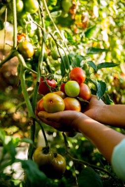 Akıllı tarım teknikleri hidroponik salata sebze iş teknolojisi Taze sürdürülebilir çiftçi el yapımı çiftçi el yapımı Gmo olmayan domates kırmızı yeşil tarım yaşam desteğini teşvik eder
