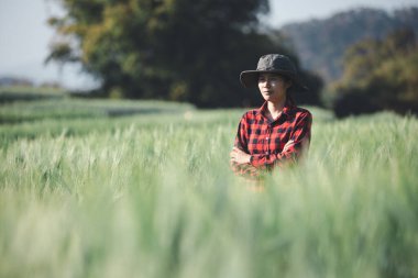 Buğday çiftçisi hasat iş konsepti tarım tarım tarımı veri arpasını analiz eden gıda tarlası tahıl tarımı akıllı çiftçi modern büyüme kontrolü organik yaz geçmişi bulanıklığı