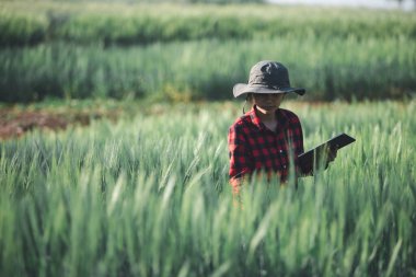 Buğday çiftçisi hasat iş konsepti tarım tarım tarımı veri arpasını analiz eden gıda tarlası tahıl tarımı akıllı çiftçi modern büyüme kontrolü organik yaz geçmişi bulanıklığı