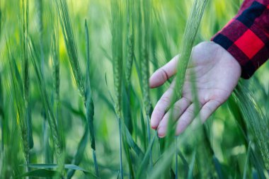Buğday çiftçisi hasat iş konsepti tarım tarım tarımı veri arpasını analiz eden gıda tarlası tahıl tarımı akıllı çiftçi modern büyüme kontrolü organik yaz geçmişi bulanıklığı