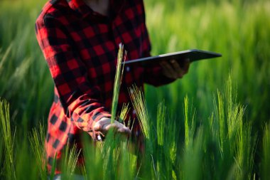 Buğday çiftçisi hasat iş konsepti tarım tarım tarımı veri arpasını analiz eden gıda tarlası tahıl tarımı akıllı çiftçi modern büyüme kontrolü organik yaz geçmişi bulanıklığı