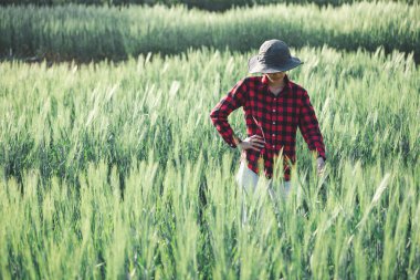 Buğday çiftçisi hasat iş konsepti tarım tarım tarımı veri arpasını analiz eden gıda tarlası tahıl tarımı akıllı çiftçi modern büyüme kontrolü organik yaz geçmişi bulanıklığı
