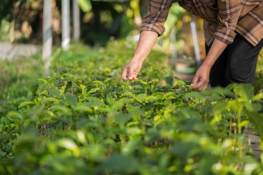 Akıllı el tarım teknikleri hidroponik taze bahçe tarım üretir çiftçi kavramı tohumlama kahve demliği taze yeşil bitki yetiştirme ağaç yetiştirme arka planda bulanık organik bahçe yetiştirme
