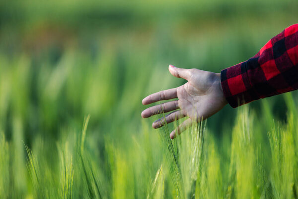 Сельскохозяйственный агроном, анализируя данные по ячмену, изучает пищевое поле хлопьев летом Смарт-ферма Современное управление контролем роста органический летний фон размытие