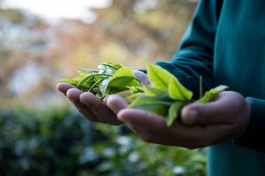 Taze yeşil çay hasadı üzerine kurulu iş konsepti organik çiftliği yeşil bahçeli sağlıklı bitki ağacı yapraklı eko bitkisel çiftçi yaprağı bulanık bitki örtüsü doğal bitkisel bitki örtüsü