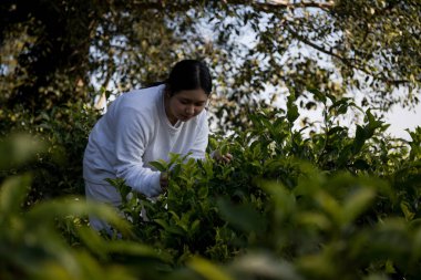 Taze yeşil çay hasadı üzerine kurulu iş konsepti organik çiftliği yeşil bahçeli sağlıklı bitki ağacı yapraklı eko bitkisel çiftçi yaprağı bulanık bitki örtüsü doğal bitkisel bitki örtüsü