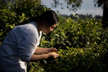 Taze yeşil çay hasadı üzerine kurulu iş konsepti organik çiftliği yeşil bahçeli sağlıklı bitki ağacı yapraklı eko bitkisel çiftçi yaprağı bulanık bitki örtüsü doğal bitkisel bitki örtüsü