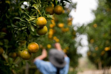 Olgun turuncu tarım kavramı çiftçi, meyve narenciyesi meyve bahçesi mandarin ağacı yetişen organik yapraklar, arka planda yeşil canlı bahçe yaprağı yaprakları, bitki örtüsü, yakın büyüme dalları.