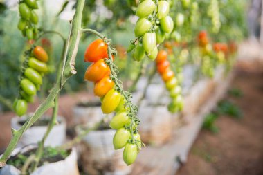 Akıllı tarım teknikleri hidroponik salata teknolojisi domates kırmızısı yeşil taze sürdürülebilir tarım sağlama sağlıklı beslenme desteği yerel çiftçiler gmo olmayan
