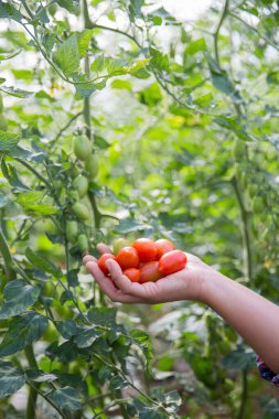 Akıllı tarım teknikleri hidroponik salata teknolojisi domates kırmızısı yeşil taze sürdürülebilir tarım sağlama sağlıklı beslenme desteği yerel çiftçiler gmo olmayan