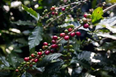 Çiftçi konsepti olgunlaşmış kahve tohumu robusta arabica üzümü. Taze yeşil yapraklı fasulye. Turuncu ekin sarı böğürtlen.
