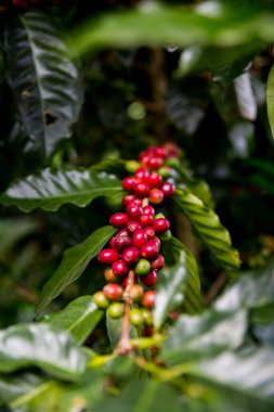 Çiftçi konsepti olgunlaşmış kahve tohumu robusta arabica üzümü. Taze yeşil yapraklı fasulye. Turuncu ekin sarı böğürtlen.