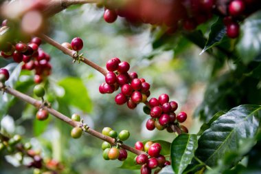 Çiftçi konsepti olgunlaşmış kahve tohumu robusta arabica üzümü. Taze yeşil yapraklı fasulye. Turuncu ekin sarı böğürtlen.