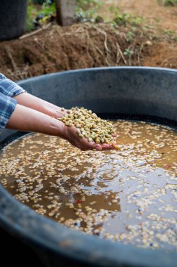 Çiftçi konsepti. Olgun kahve tohumu. Robusta arabica üzümü. Taze yeşil yaprak çekirdeği.