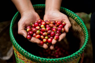 Çiftçi konsepti. Olgun kahve tohumu. Robusta arabica üzümü. Taze yeşil yaprak çekirdeği.