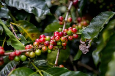 Çiftçi konsepti olgunlaşmış kahve tohumu robusta arabica üzümü. Taze yeşil yapraklı fasulye. Turuncu ekin sarı böğürtlen.