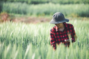 Buğday çiftçisi hasat iş konsepti tarım tarım tarımı veri arpasını analiz eden gıda tarlası tahıl tarımı akıllı çiftçi modern büyüme kontrolü organik yaz geçmişi bulanıklığı