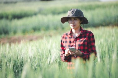 Buğday çiftçisi hasat iş konsepti tarım tarım tarımı veri arpasını analiz eden gıda tarlası tahıl tarımı akıllı çiftçi modern büyüme kontrolü organik yaz geçmişi bulanıklığı