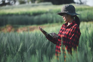 Buğday çiftçisi hasat iş konsepti tarım tarım tarımı veri arpasını analiz eden gıda tarlası tahıl tarımı akıllı çiftçi modern büyüme kontrolü organik yaz geçmişi bulanıklığı