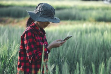 Buğday çiftçisi hasat iş konsepti tarım tarım tarımı veri arpasını analiz eden gıda tarlası tahıl tarımı akıllı çiftçi modern büyüme kontrolü organik yaz geçmişi bulanıklığı