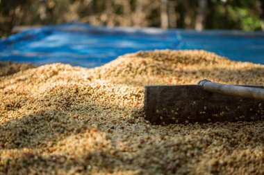 Akıllı çiftçilik teknikleri, kızartma makineleri kahve, güneş ışığı, güneş ışığı, güneş ışığı, tarım, çiftçi kavramını destekliyor.