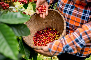 Çiftçi konsepti hasadı el hasadı kahve tohumu robusta arabica üzümü taze yeşil yaprak fasulyesi toplanıyor turuncu ekin sarısı böğürtlen toplanıyor ham bitki ağacı yetiştirme arka planı bulanık organik bahçe