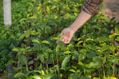 Akıllı el tarım teknikleri hidroponik taze bahçe tarım üretir çiftçi kavramı tohumlama kahve demliği taze yeşil bitki yetiştirme ağaç yetiştirme arka planda bulanık organik bahçe yetiştirme