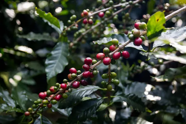 Çiftçi konsepti olgunlaşmış kahve tohumu robusta arabica üzümü. Taze yeşil yapraklı fasulye. Turuncu ekin sarı böğürtlen.