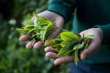 Taze yeşil çay hasadı üzerine kurulu iş konsepti organik çiftliği yeşil bahçeli sağlıklı bitki ağacı yapraklı eko bitkisel çiftçi yaprağı bulanık bitki örtüsü doğal bitkisel bitki örtüsü