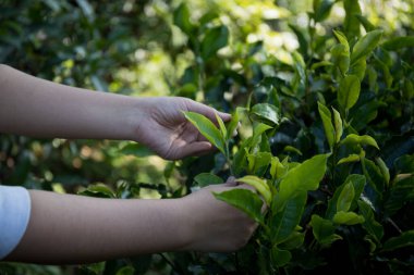 Taze yeşil çay hasadı üzerine kurulu iş konsepti organik çiftliği yeşil bahçeli sağlıklı bitki ağacı yapraklı eko bitkisel çiftçi yaprağı bulanık bitki örtüsü doğal bitkisel bitki örtüsü