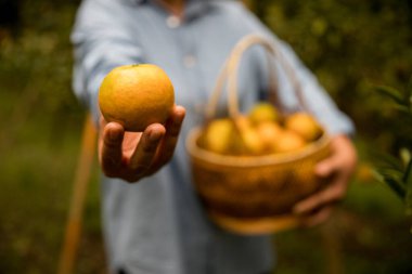 Olgun turuncu tarım kavramı çiftçi, meyve narenciyesi meyve bahçesi mandarin ağacı yetişen organik yapraklar, arka planda yeşil canlı bahçe yaprağı yaprakları, bitki örtüsü, yakın büyüme dalları.