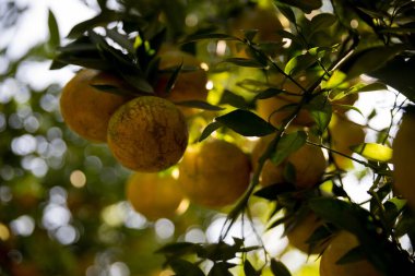 Ticari tarım portakal kavramı doğa meyve narenciye meyve bahçesi mandarin ağacı, canlı organik gür yapraklar arka planda çiftçi yeşil bahçe yaprağı olgun dallar bitki çiftçilik büyümesi yakın.