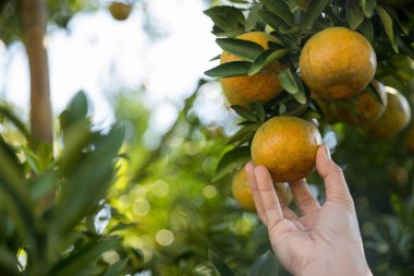 Olgun turuncu tarım kavramı çiftçi, meyve narenciyesi meyve bahçesi mandarin ağacı yetişen organik yapraklar, arka planda yeşil canlı bahçe yaprağı yaprakları, bitki örtüsü, yakın büyüme dalları.