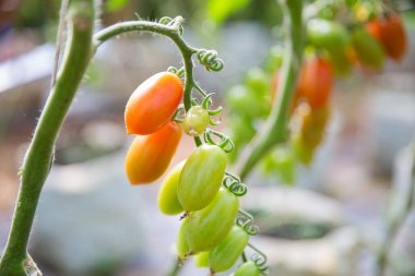Akıllı tarım teknikleri hidroponik salata teknolojisi domates kırmızısı yeşil taze sürdürülebilir tarım sağlama sağlıklı beslenme desteği yerel çiftçiler gmo olmayan