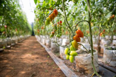 Akıllı tarım teknikleri hidroponik salata teknolojisi domates kırmızısı yeşil taze sürdürülebilir tarım sağlama sağlıklı beslenme desteği yerel çiftçiler gmo olmayan