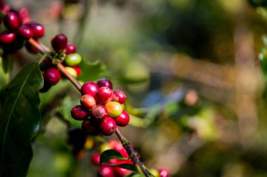 Çiftçi konsepti olgunlaşmış kahve tohumu robusta arabica üzümü. Taze yeşil yapraklı fasulye. Turuncu ekin sarı böğürtlen.