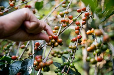 Çiftçi konsepti. Olgun kahve tohumu. Robusta arabica üzümü. Taze yeşil yaprak çekirdeği.