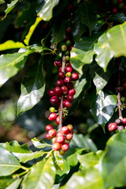 Çiftçi konsepti olgunlaşmış kahve tohumu robusta arabica üzümü. Taze yeşil yapraklı fasulye. Turuncu ekin sarı böğürtlen.