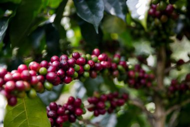 Çiftçi konsepti olgunlaşmış kahve tohumu robusta arabica üzümü. Taze yeşil yapraklı fasulye. Turuncu ekin sarı böğürtlen.