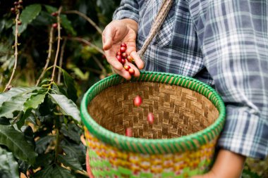 Çiftçi konsepti. Olgun kahve tohumu. Robusta arabica üzümü. Taze yeşil yaprak çekirdeği.
