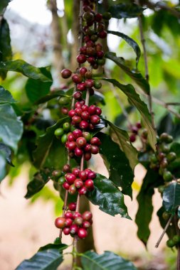 Çiftçi konsepti olgunlaşmış kahve tohumu robusta arabica üzümü. Taze yeşil yapraklı fasulye. Turuncu ekin sarı böğürtlen.